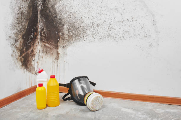 Best Affordable Mold Removal  in Somersworth, NH