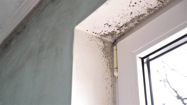 Mold Testing and Removal in Somersworth, NH