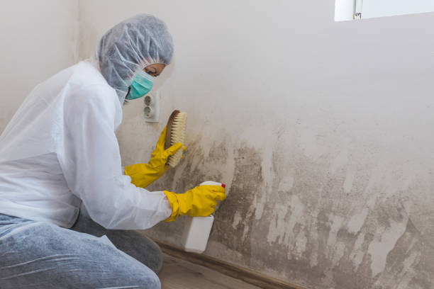 Best Attic Mold Removal  in Somersworth, NH