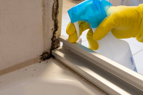 Best Local Mold Removal Service  in Somersworth, NH