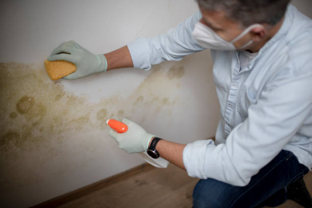 Best Emergency Mold Removal  in Somersworth, NH