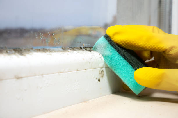 Best Crawl Space Mold Removal  in Somersworth, NH