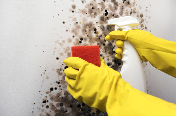 Best Mold Removal Near Me  in Somersworth, NH