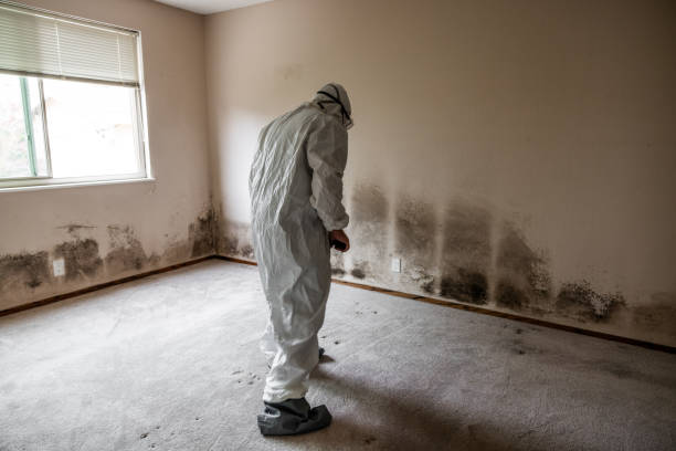 Best Mold Testing and Removal  in Somersworth, NH