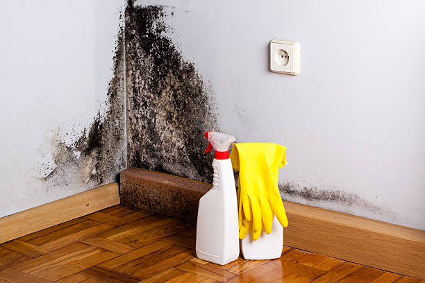 Mold Removal and Inspection in Somersworth, NH