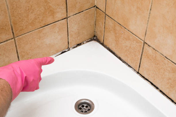 Best Mold Removal Near Me  in Somersworth, NH